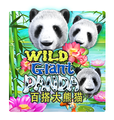 Wild Giant Panda